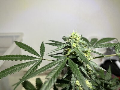 IMG_0768.jpeg