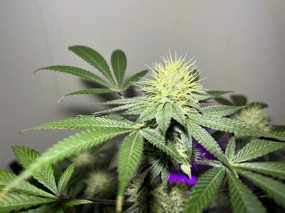 IMG_0872.jpeg