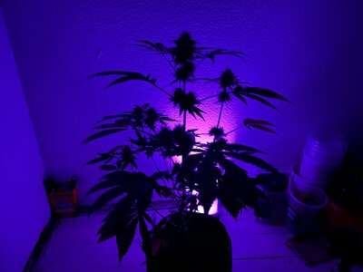 IMG_0870.jpeg