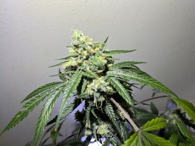 IMG_0852.jpeg