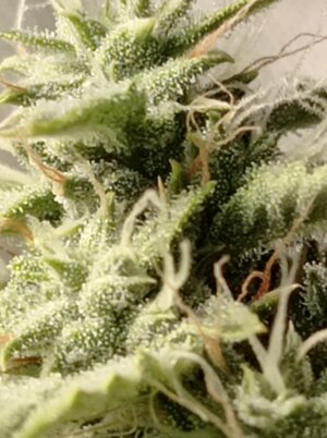 Grow 4 Day 62i.jpg