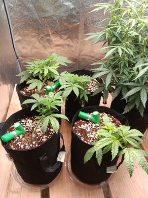 Week 3 double grape