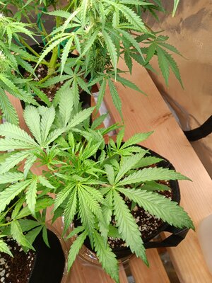 Week 4