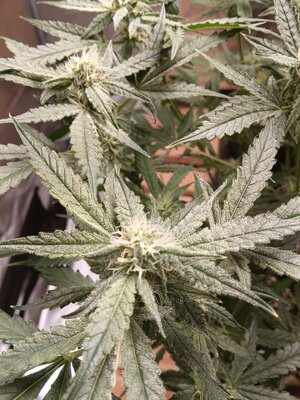 Week 6 double 🍇
