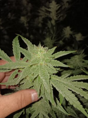 Week 7 double 🍇