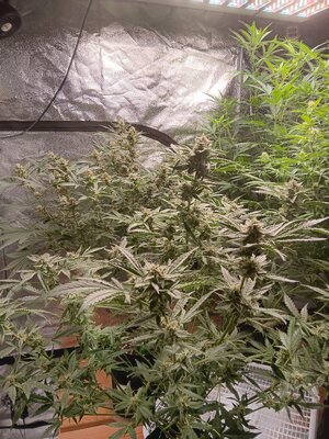 Week 8 double grape