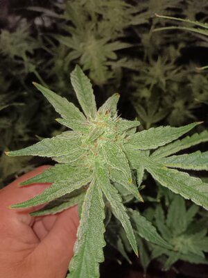 Week 9
