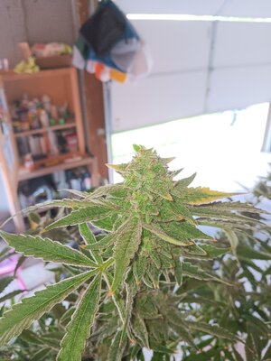 Week 10 double 🍇