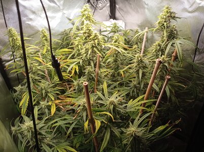 Grow 4 Day 66a.jpg