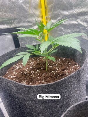 bigmimosa.jpeg