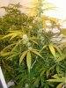 DSCN9221.jpg