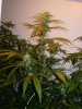 DSCN9219.jpg