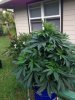 whitewidow.jpg