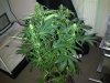 IMG-20131117-00419.jpg