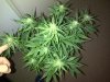 IMG-20131117-00426.jpg