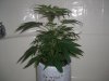 BLUE DREAM 1_11-17-13 2.jpg