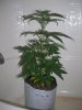 BLUE DREAM 3_11-17-13 2.jpg