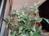 DD (9).jpg
