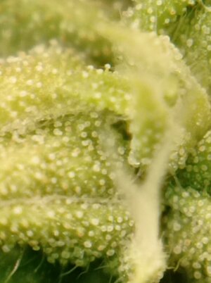Grow 4 Day 80n.jpg