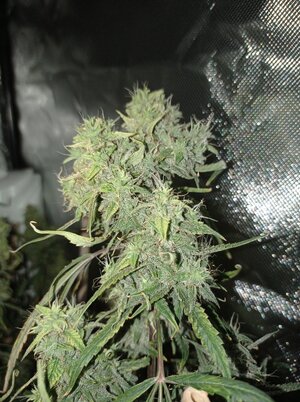 Grow 4 Day 82b.jpg