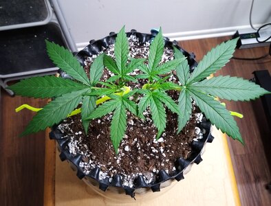 BBD Day 27  3 days after snap.jpg