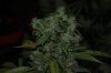DSC_0013_NEF_shotwell.jpg