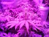 IMG_Bubblegum Day 39.jpg