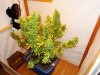 DSC05900.jpg