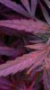 201120131384 - Copy.jpg