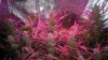 201120131390 - Copy.jpg