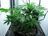 WEEK FIVE NL-SR 002.jpg