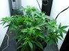 WEEK FIVE NL-SR 003.jpg