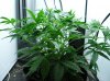 WEEK FIVE NL-SR 004.jpg