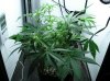 WEEK FIVE NL-SR 005.jpg