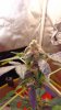 DSC00866.jpg