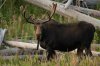 Moose.jpg