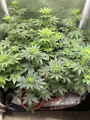 4 weeks