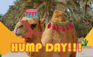 humpday.gif