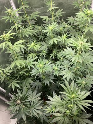 5 weeks