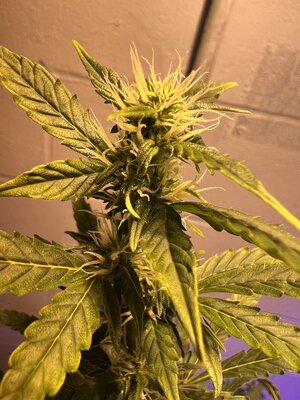 IMG_5081.jpeg