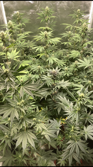 6 weeks
