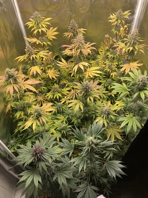 8 weeks