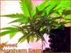 DSCF2113.jpg