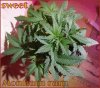 DSCF2114.jpg