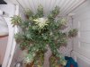 DSCN1445.jpg