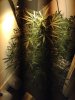 IMG_0036.jpg