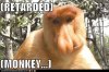 retard monkey.jpg