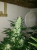 IMG_20131126_005935.jpg