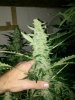 IMG_20131126_010042.jpg