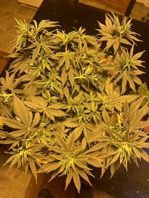 LST Works Miracles! XD